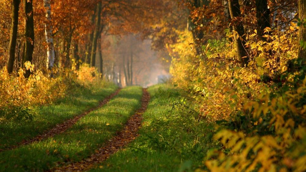 Autumn Pathway Through the Forest wallpaper