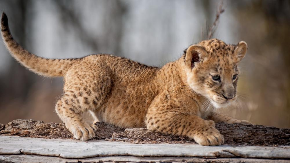 Adorable Liger Cub Exploring the Wilderness wallpaper