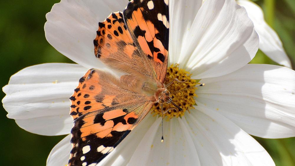 Delicate Painted Lady on White Flower wallpaper