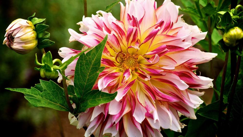 Radiant Pink and Yellow Dahlia Blooms wallpaper