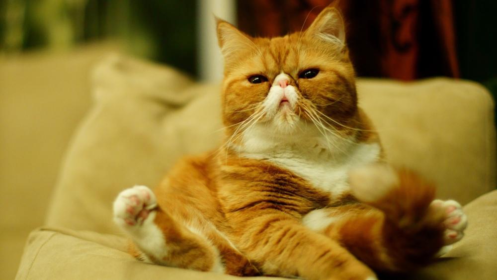 Chubby Cat Relaxing on Couch wallpaper