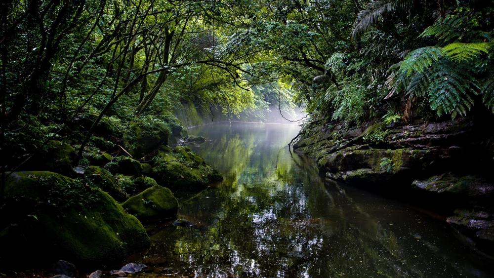 Jungle River Serenity wallpaper