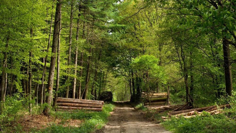 Pathway Through a Lush Forest wallpaper