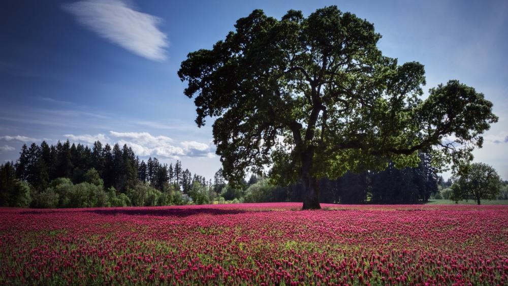 Majestic Oak Tree over Crimson Field wallpaper