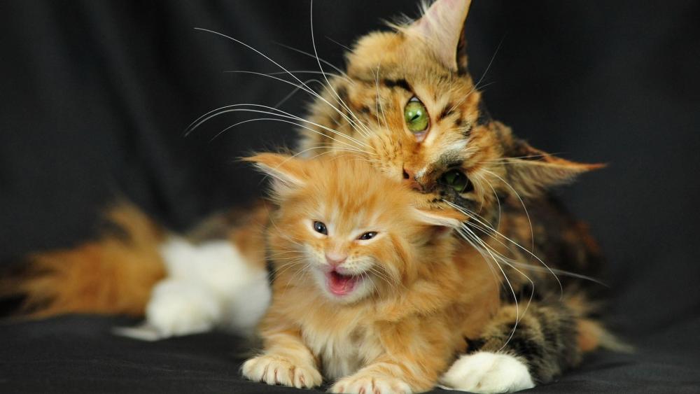 Cuddling Maine Coon Cats wallpaper