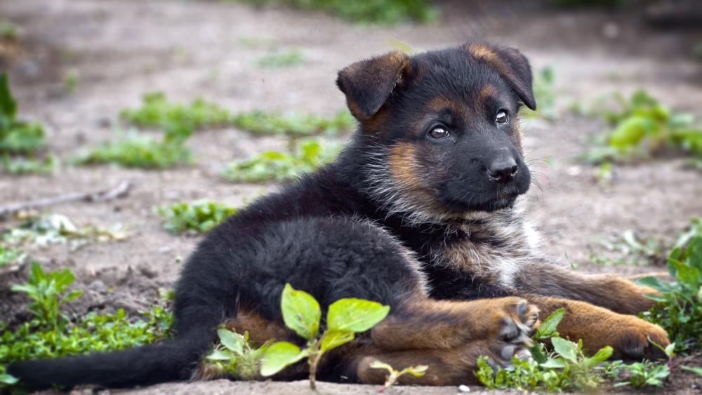 Adorable German Shepherd Puppy Lounging Outdoors wallpaper