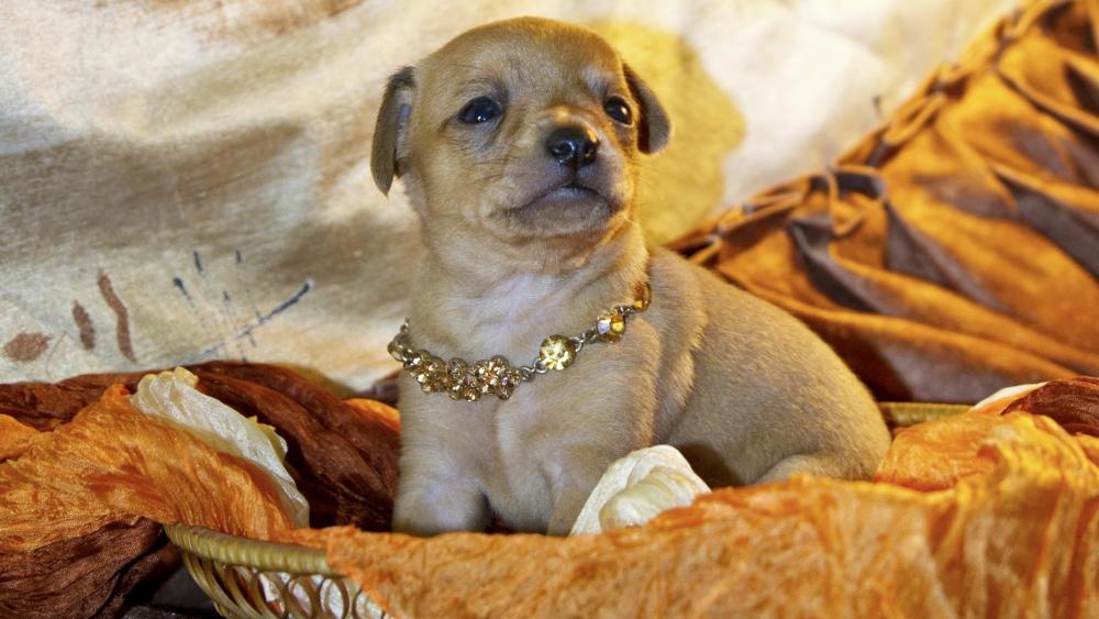 Adorable Chihuahua Puppy with Gleaming Jewelry wallpaper