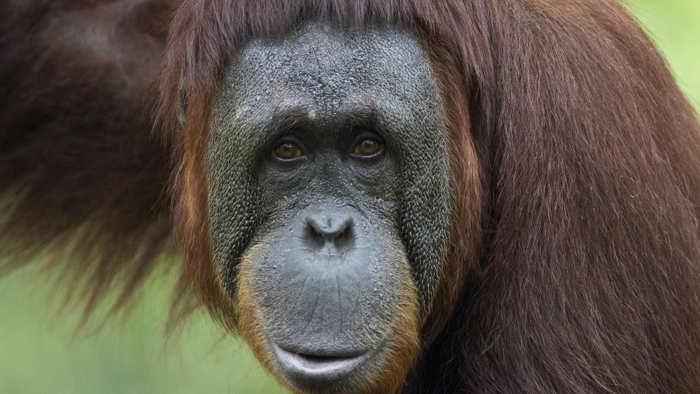 Gentle Gaze of the Orangutan wallpaper