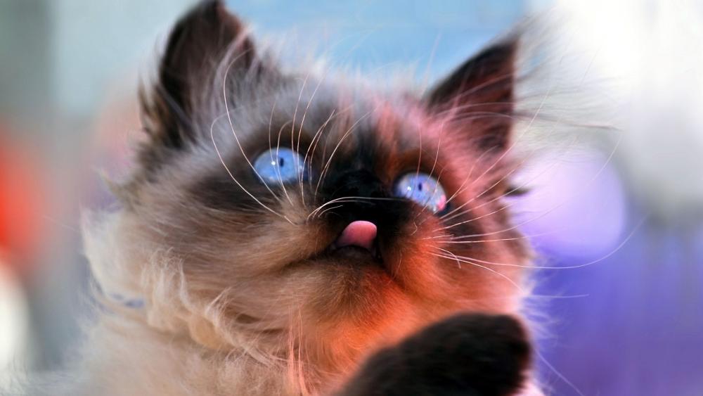 Blue-Eyed Cat Sticking Tongue Out wallpaper