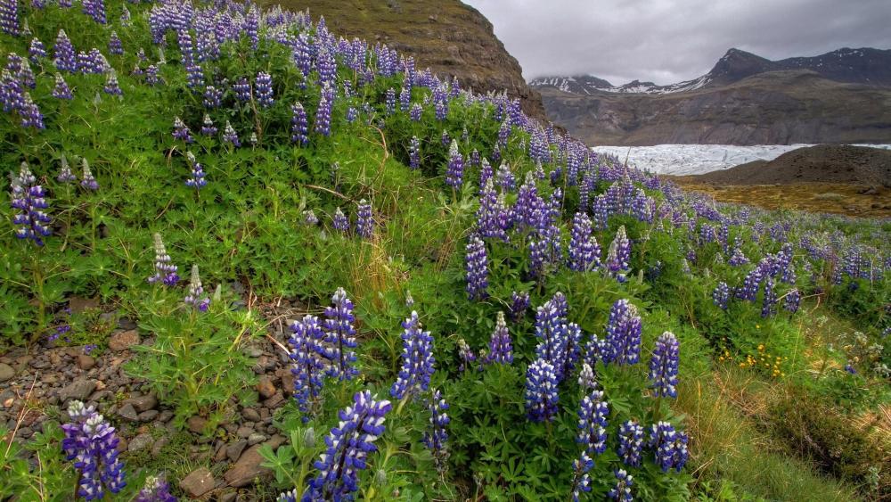 Lush Lupin Field in Mountainous Landscape wallpaper