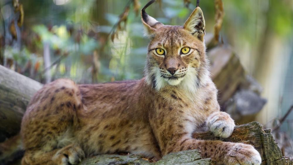 Majestic Lynx in Serene Forest Setting wallpaper