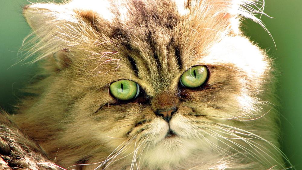 Fluffy Persian Cat Close-Up wallpaper