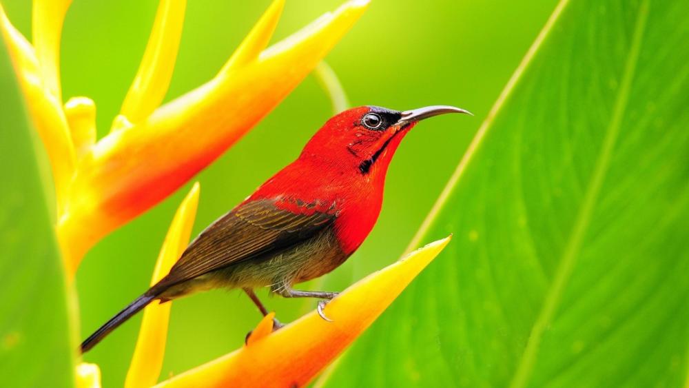 Crimson Sunbird Perched Amidst Tropical Foliage wallpaper