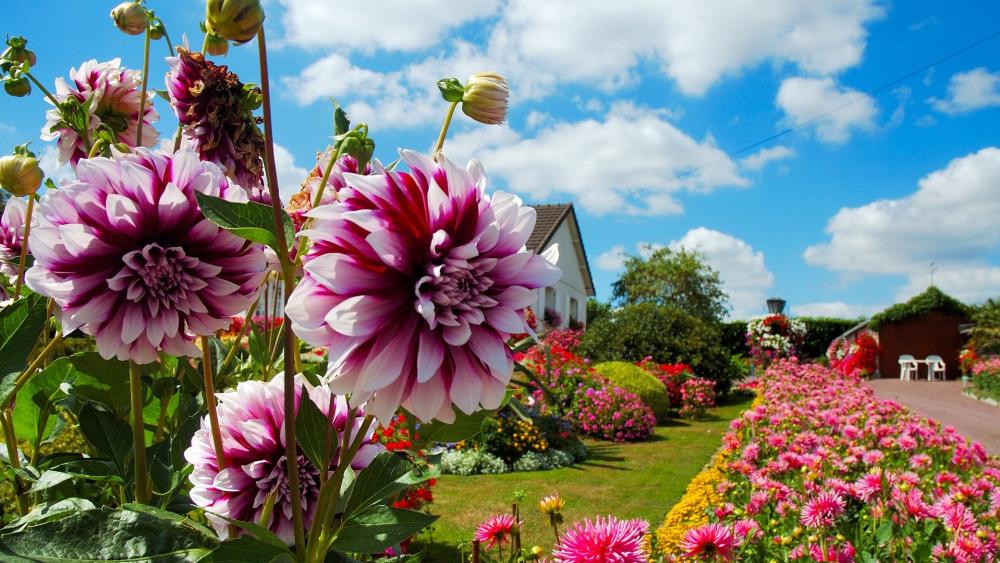 Dahlias in Full Bloom at a Beautiful Garden wallpaper