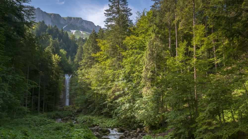 Enchanted Forest with Alpine Waterfall wallpaper