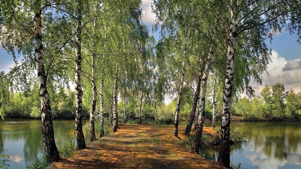 Pathway Amid Peaceful Birch Trees wallpaper