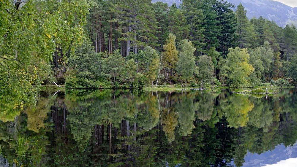 Serene Forest Reflections wallpaper