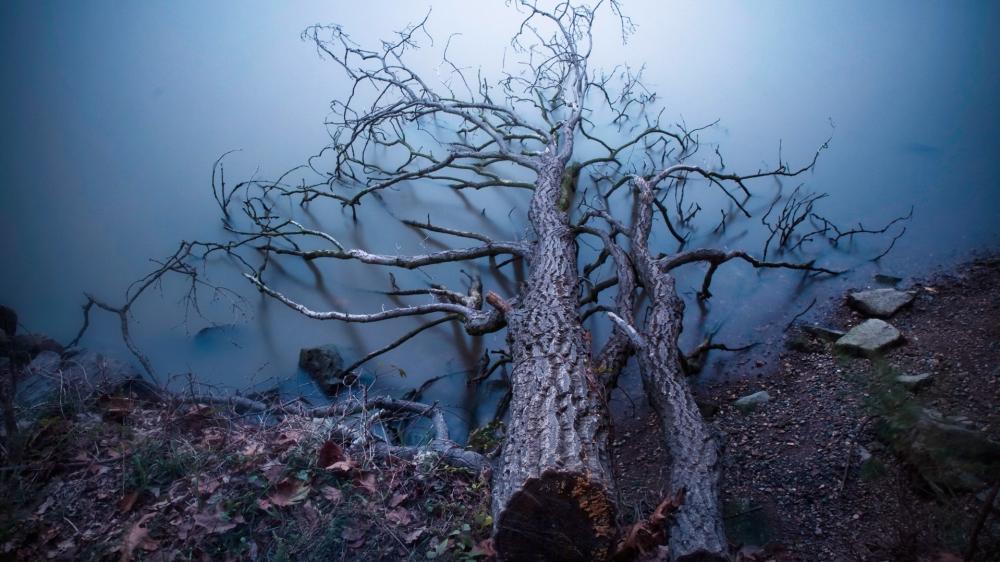 Fallen Tree Reflected in Tranquil Lake wallpaper