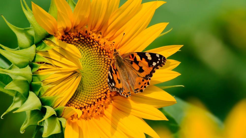 Butterfly Bliss on Sunflower Petals wallpaper