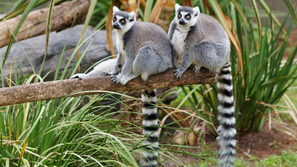 Ring-tailed Lemur Duo in Nature wallpaper