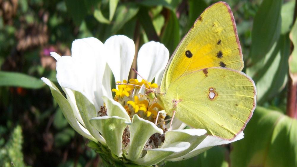 Butterfly on a Blooming Flower wallpaper