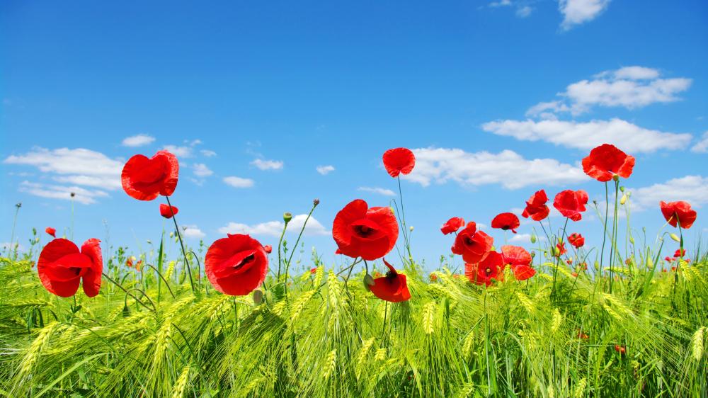 Poppies in a Clear Summer Sky - backiee