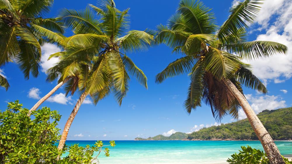 Tropical Paradise in Seychelles Beach wallpaper