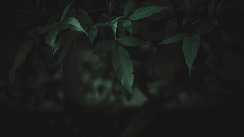 Enigmatic Foliage in Darkness wallpaper