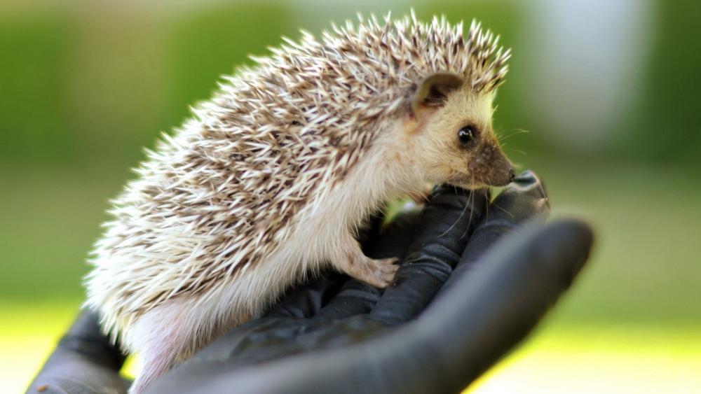 Adorable Hedgehog Close-Up wallpaper