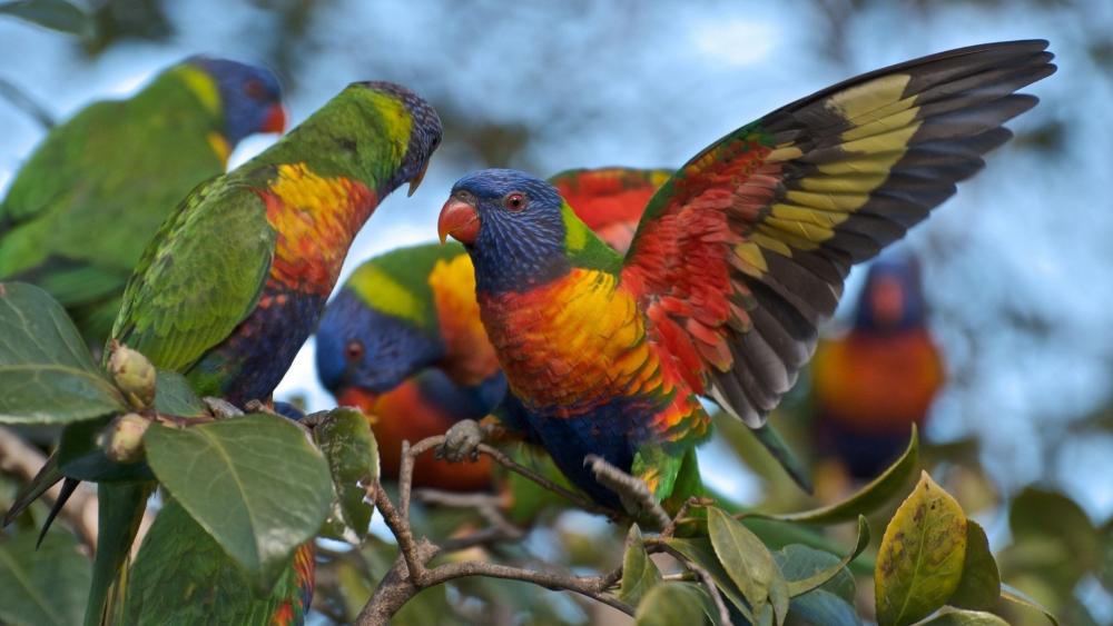 Rainbow Lorikeets in Vibrant Display wallpaper