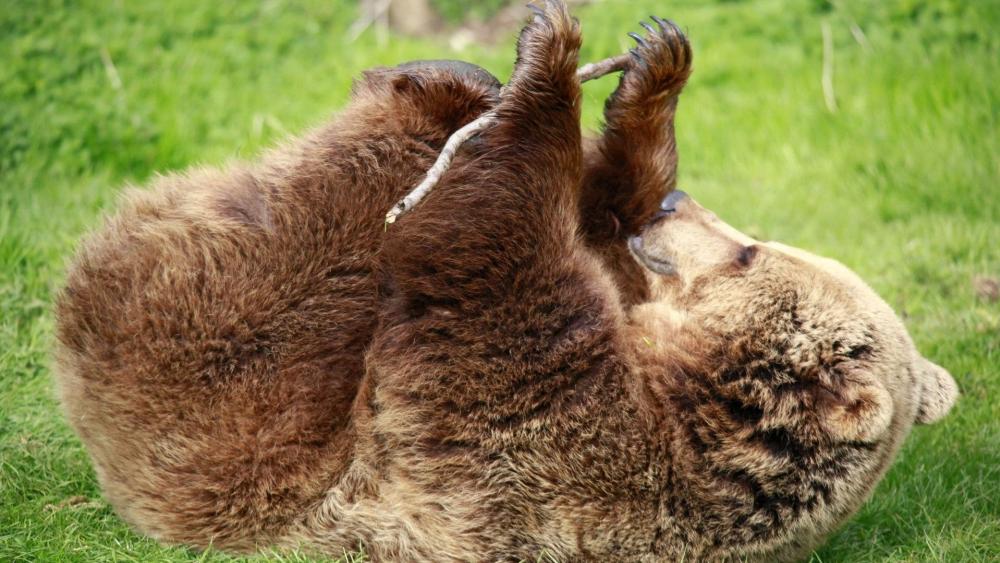 Playful Brown Bear in the Wild wallpaper