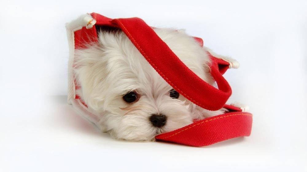 Adorable Maltese Puppy in Red Bag wallpaper