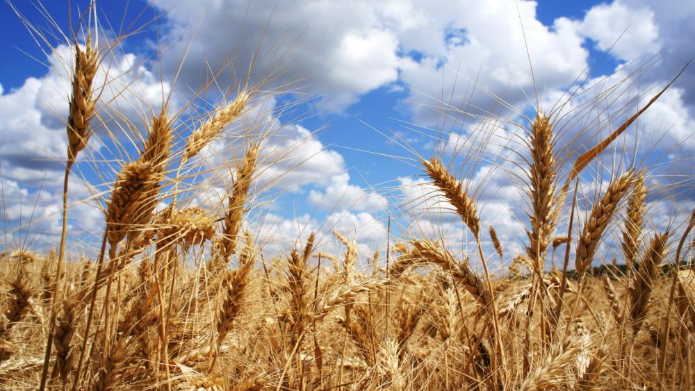 Golden Wheat Field Under Fluffy Clouds wallpaper