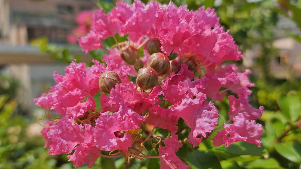 Crape Myrtle wallpaper