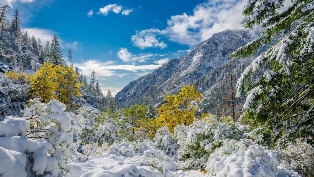 Winter Serenity in the Mountains wallpaper