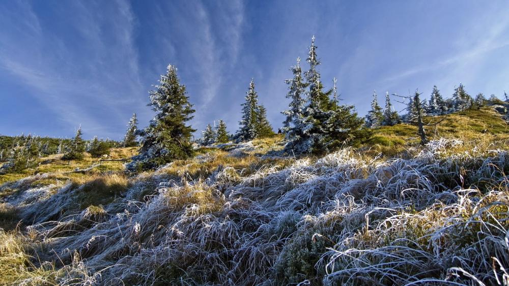 Hoarfrost Adorning a Serene Hillside wallpaper