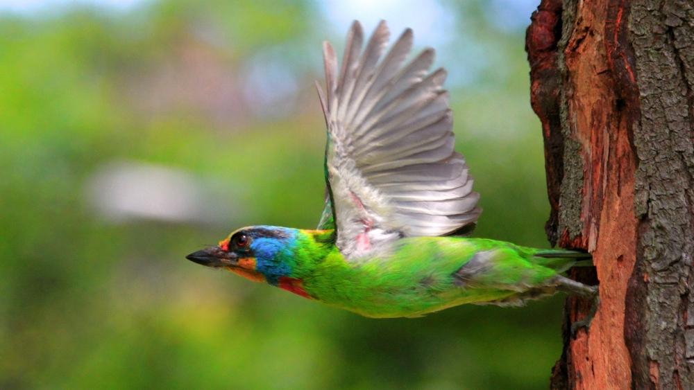 Colorful Taiwan Barbet in Flight wallpaper