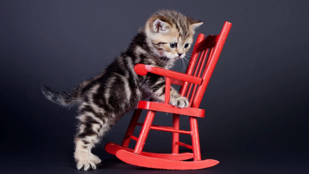 Kitten Exploring a Red Rocking Chair wallpaper