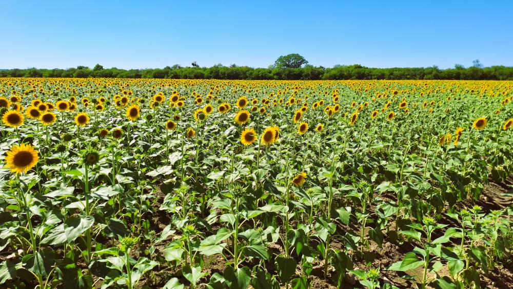 Field of sunflowers  wallpaper