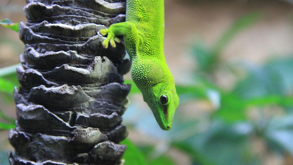 Green Lizard Perched on Tree Trunk wallpaper