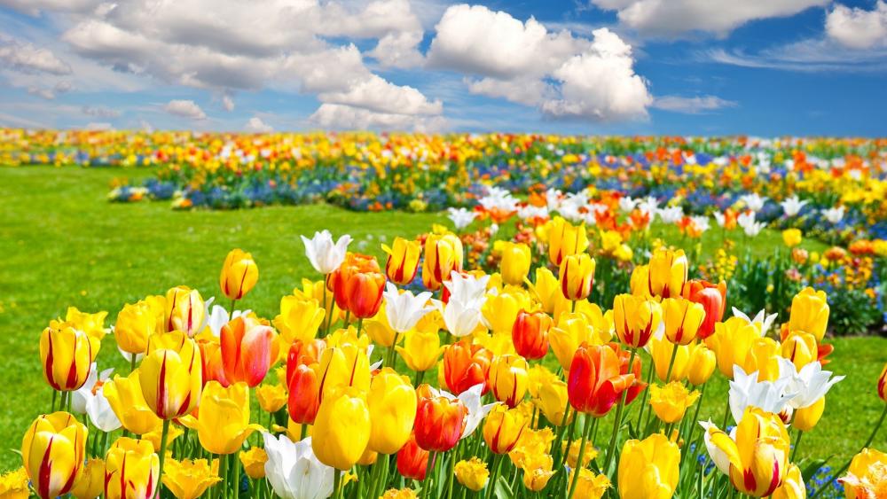 Springtime Glory in Tulip Fields wallpaper