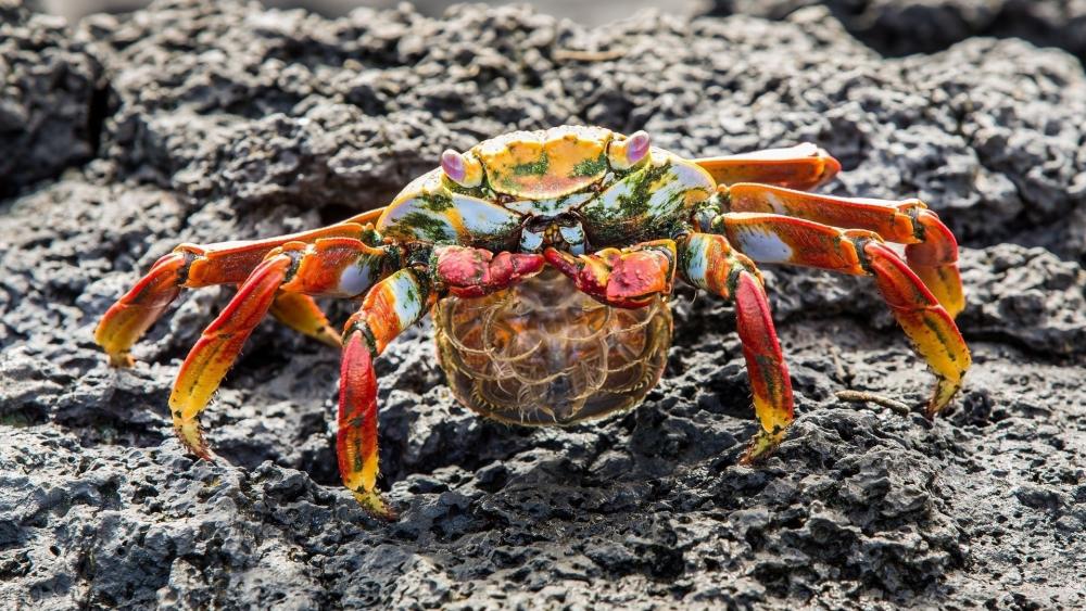 Christmas Island Red Crab in Natural Habitat wallpaper