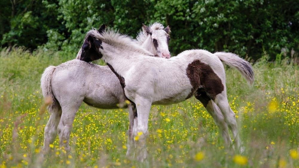 Playful foals in a summer meadow wallpaper