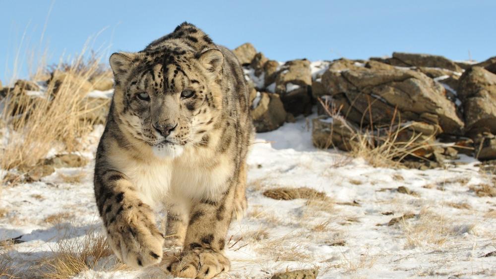 Snow Leopard in Winter Wonderland wallpaper