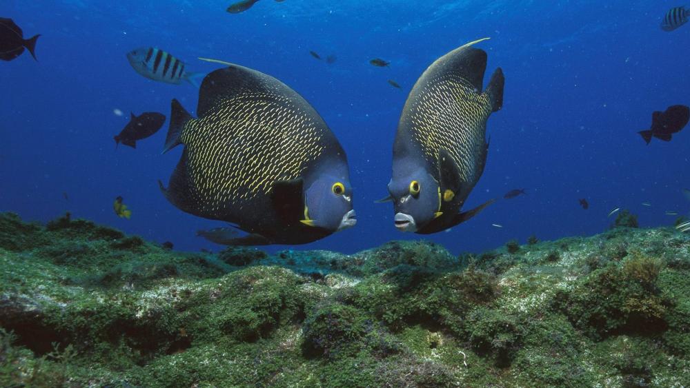 Majestic Gray Angelfish Encounter wallpaper