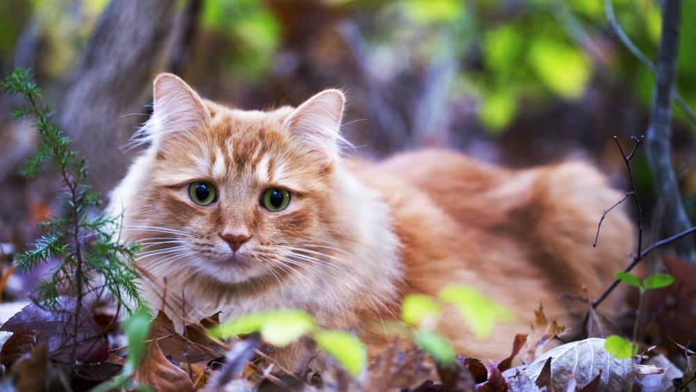 Ginger Cat in Autumn Foliage wallpaper