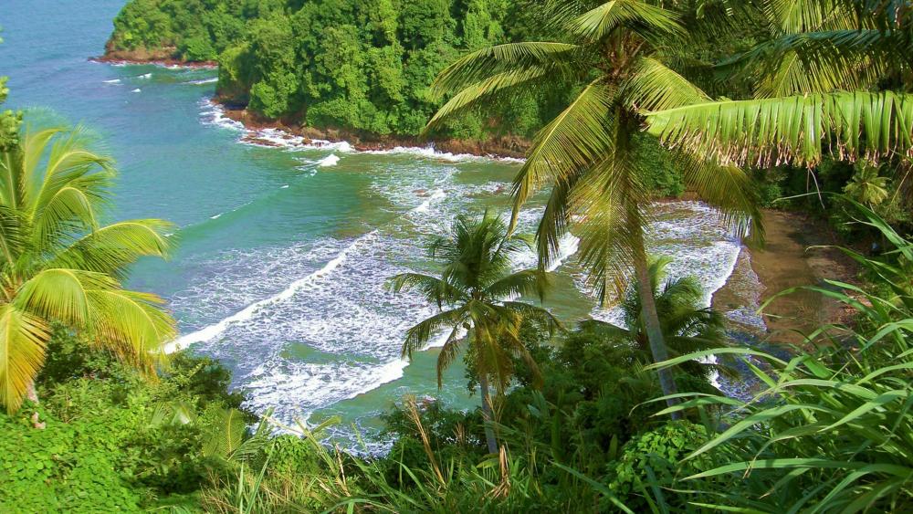 Tropical Paradise Bay in Dominica wallpaper