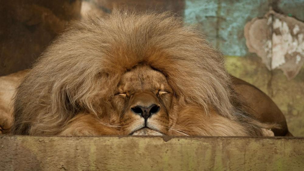 Majestic Sleeping Lion's Mane wallpaper