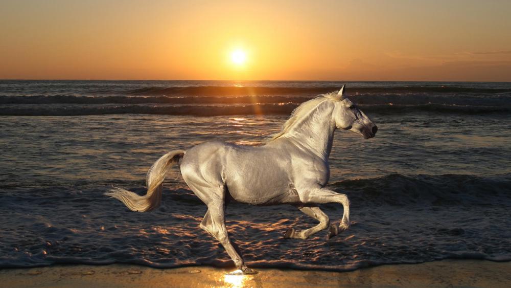 Majestic White Horse at Sunset wallpaper