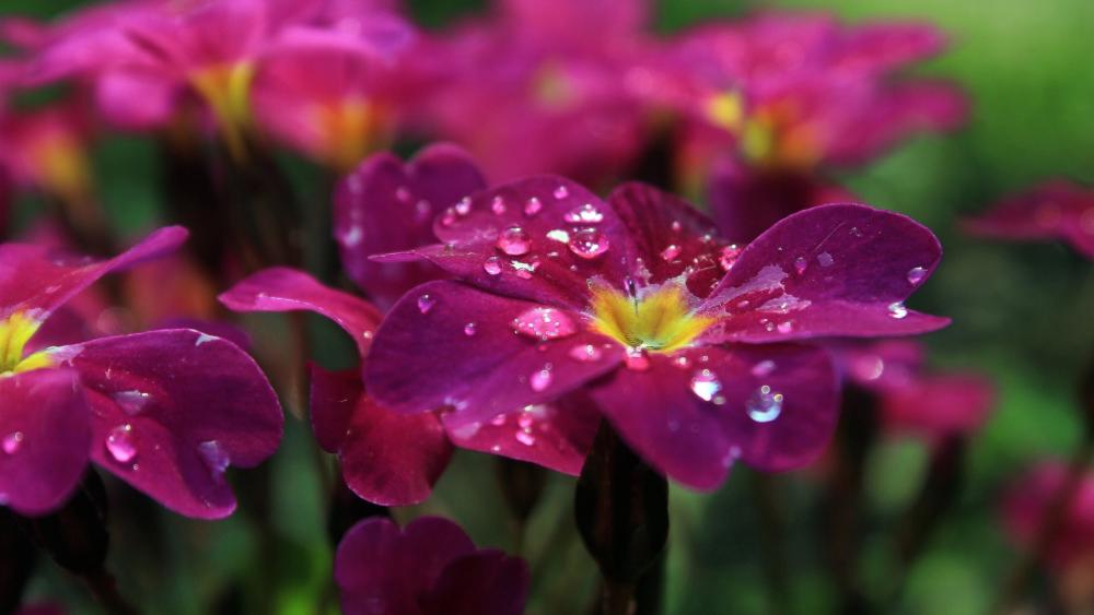 Primrose Beauty with Dewdrops wallpaper